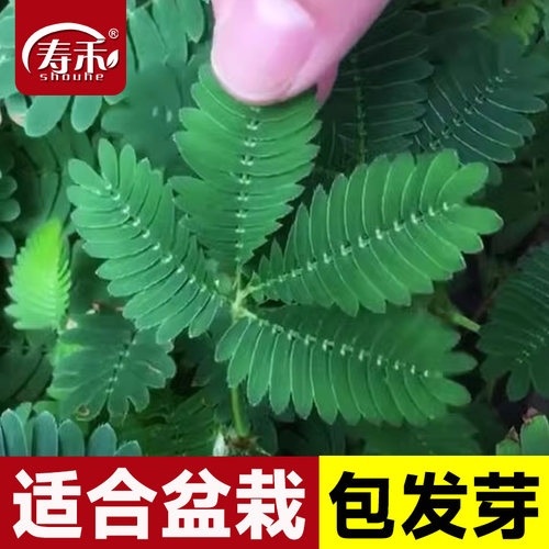 四季含羞草种子种籽室内绿植趣味