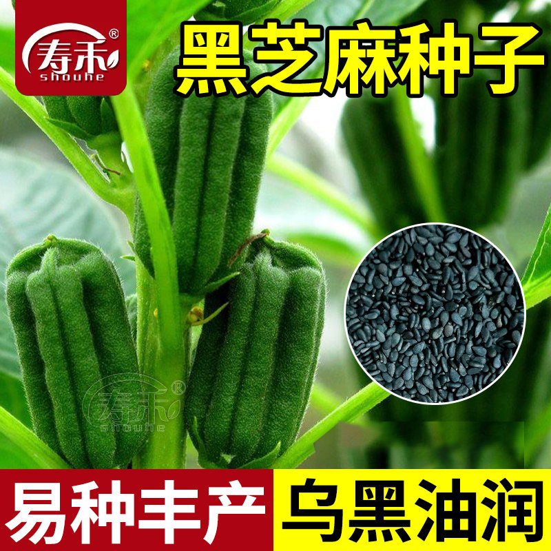 农家高产春季盆栽蔬菜种子图片