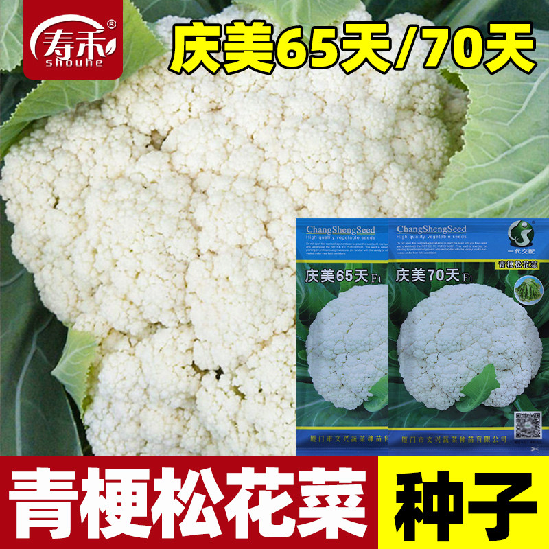 台湾庆美青梗松花菜种子种籽耐热菜花松散65天/70天花菜蔬菜种孑