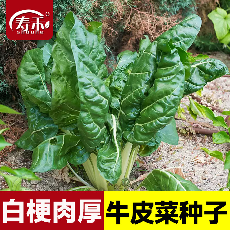 牛皮菜种子种籽莙荙菜重庆根达菜籽种孑厚皮菜青菜菜苗君达菜种