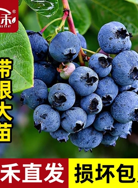 蓝莓树果苗树苗盆栽蓝莓苗南方北方种植果树小苗l29f6种子特大号