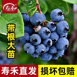 蓝莓树果苗树苗盆栽蓝莓苗南方北方种植果树小苗l29f6种子特大号