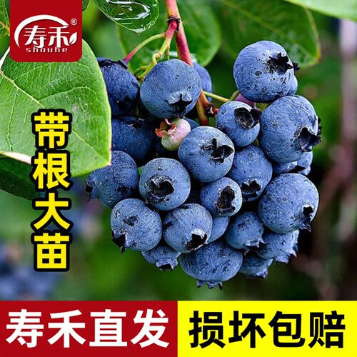 蓝莓苗阳台南北方种植果树苗