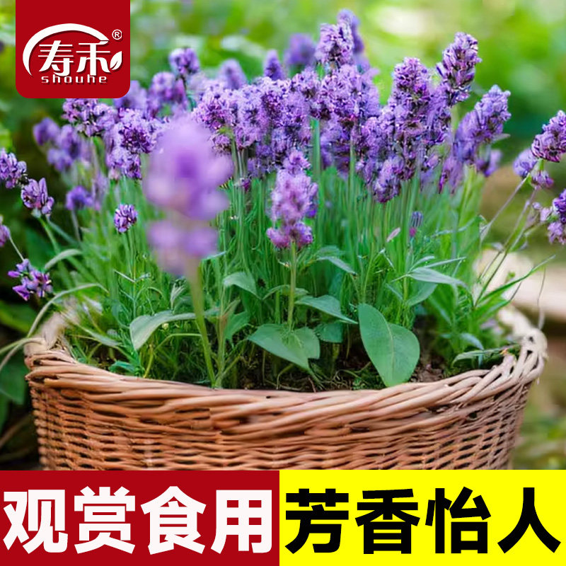薰衣草种子孑种籽苗花苗花籽种盆栽带花四季薰衣草籽子薰衣草种图片