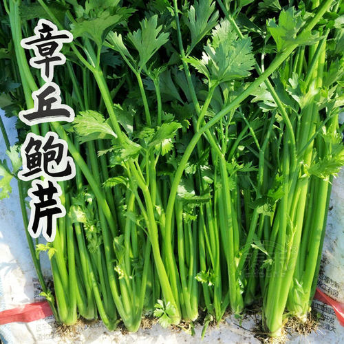 章丘实心芹菜阳台四季盆栽种子