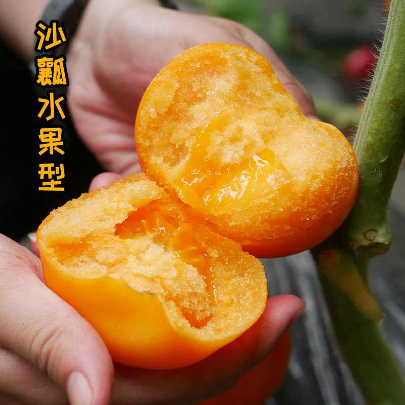 沙瓤大西黄金籽夏季番茄种子