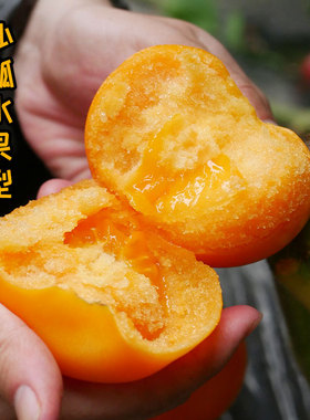 黄色沙瓤番茄种子大西红柿子种籽黄金籽四季苗秧蔬菜孑子夏季秧苗