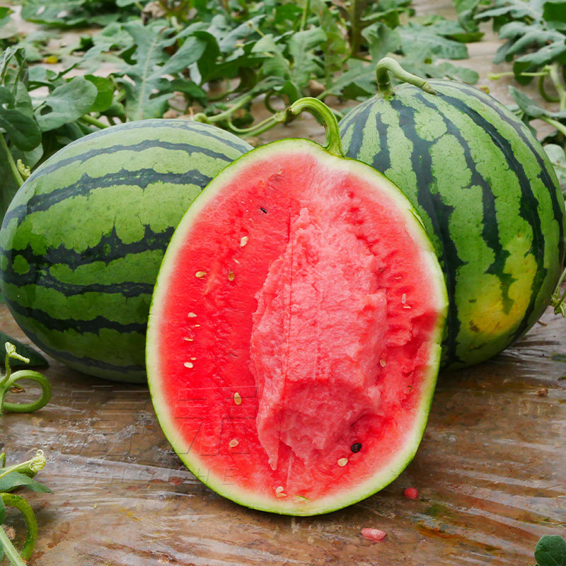 冰糖麒麟瓜西瓜种子种籽特大甜王孑四季盆栽南方种植麒麟8424特甜