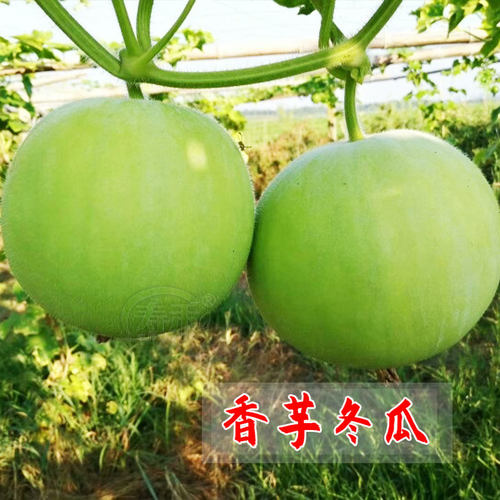 小冬瓜种子四季阳台迷你