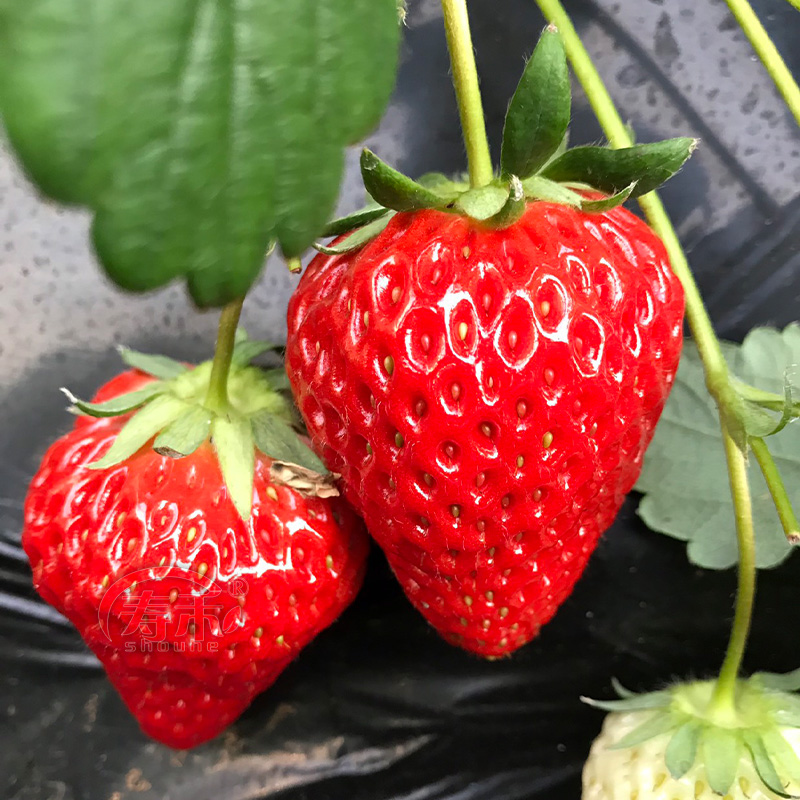 冬季盆栽奶油草莓种籽子种植四季种子白苗带土带盆大食用秧草梅-封面