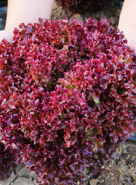 紫叶生菜种子种籽孑紫紫色蔬菜红叶四季播秋冬季阳台盆栽籽种种菜