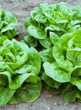 奶油生菜种子罗马紫生菜种籽紫叶籽种红叶四季菜籽盆栽蔬菜孑菜种