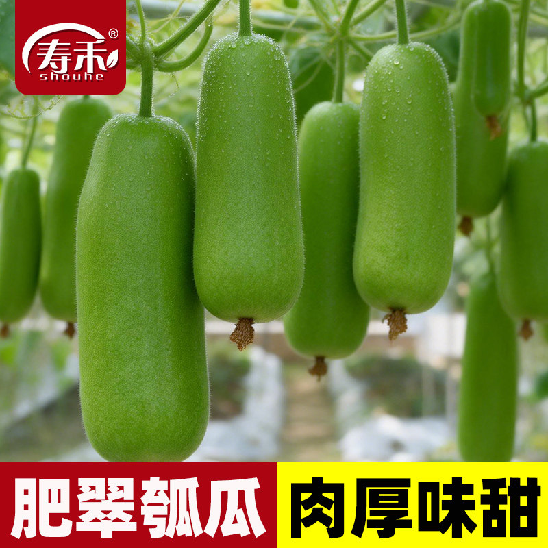 瓠瓜种子瓠子瓜早熟高产耐热瓠子春秋季蔬菜种子孑种籽蒲瓜苗瓜苗,鲜花速递/花卉仿真/绿植园艺,家庭园艺种子,淘宝优惠券,粉丝福利购,淘宝优惠卷