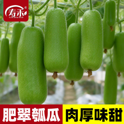 早熟高产耐热蒲瓜蔬菜种子
