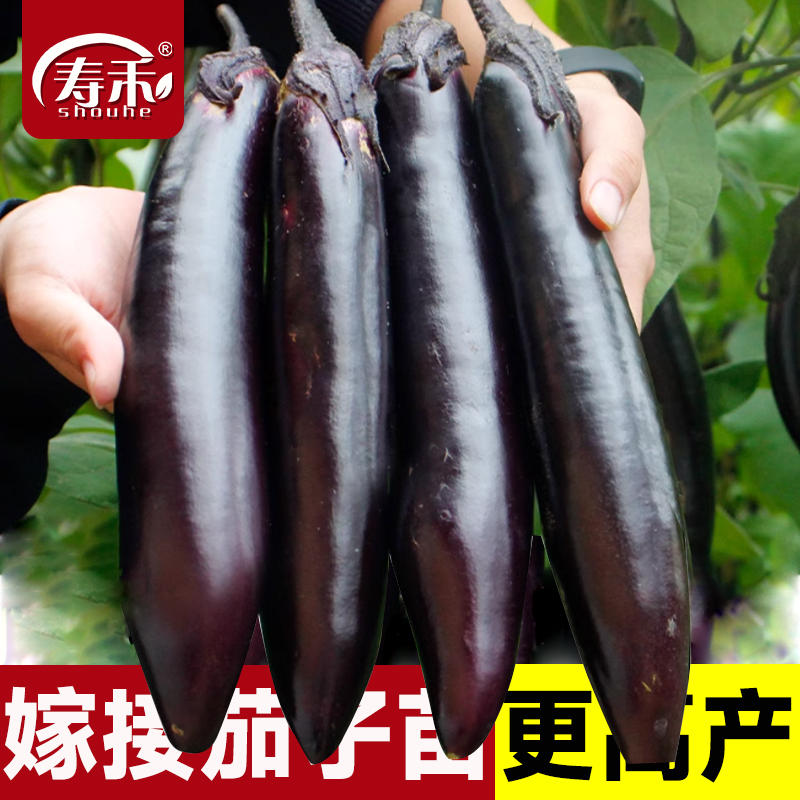 寿光嫁接杭茄长茄苗特大秧苗茄子苗四季蔬菜苗秧带土各种蔬菜菜苗
