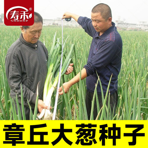 大葱种子山东章丘葱苗蔬菜种籽