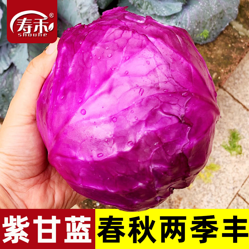 甘蓝菜种籽孑紫包大头秧苗