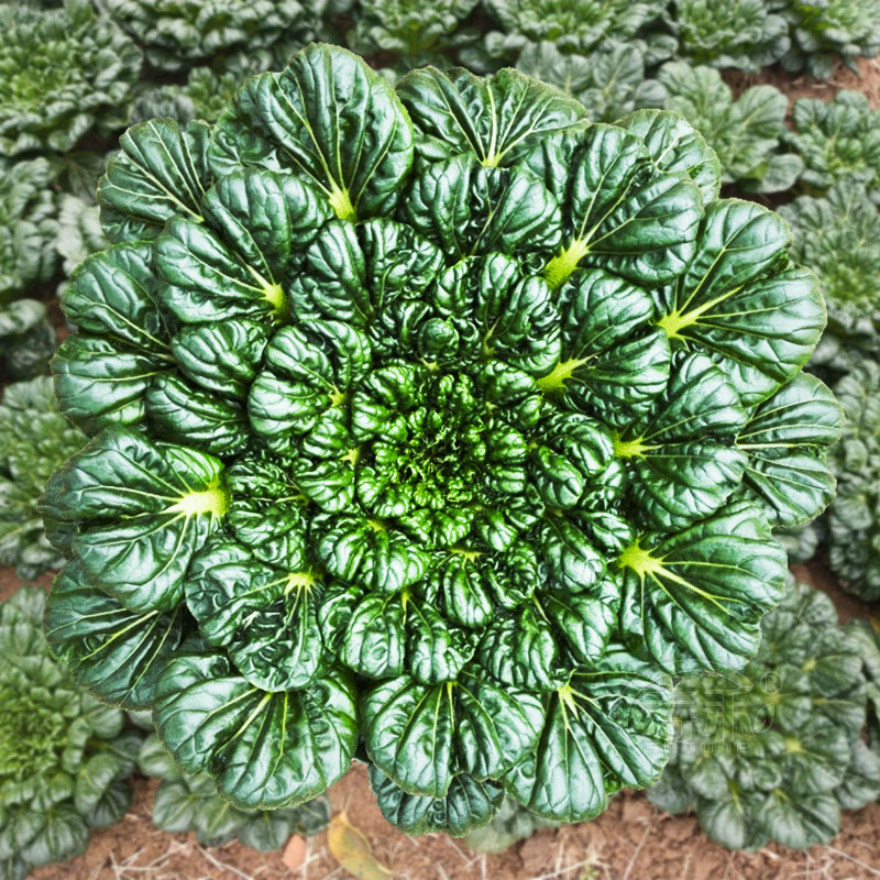 冬天乌塌菜种子子白菜黄心乌冬季籽种黑菜蔬菜种籽孑菜籽菜种乌塔