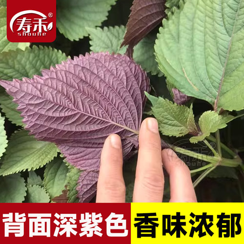 盆栽可食用种植四季苏子叶