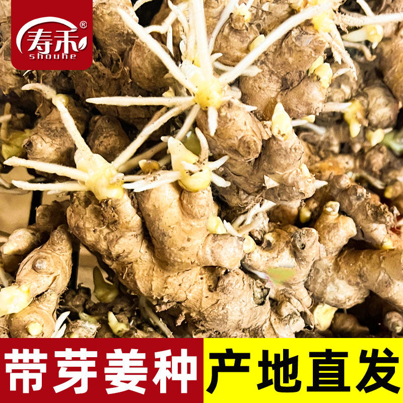 云南小黄姜种 姜种带芽 生姜老姜大姜秧苗姜苗种植苗山东种子种籽