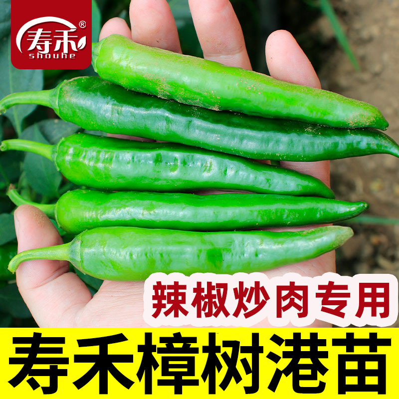 寿禾樟树港辣椒苗秧四季朝天椒秧苗小米椒辣椒苗阳台带土蔬菜苗