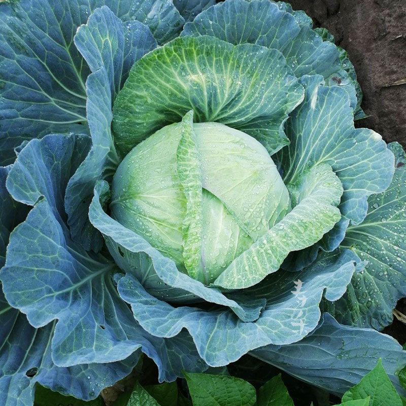 京丰一号甘蓝种子蔬菜四季