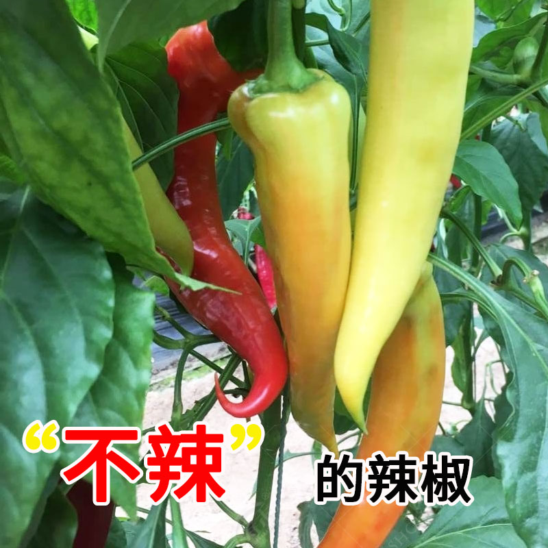 水果四季盆栽辣椒种子图片
