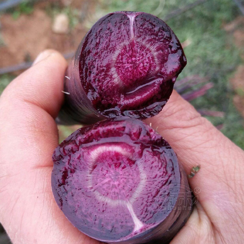 蔬菜盆栽紫色胡萝卜种子