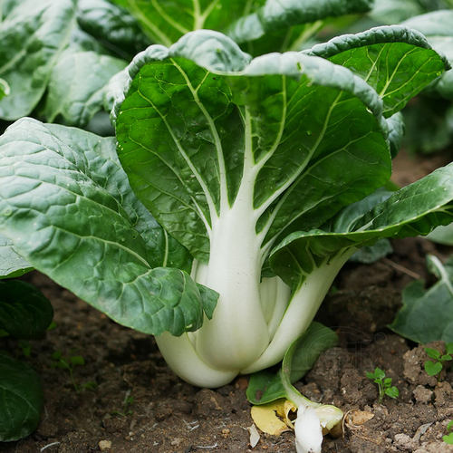 蔬菜农普矮脚四季北方奶白菜