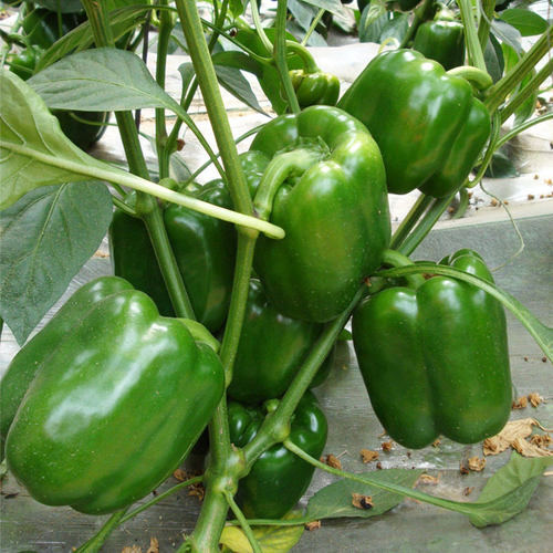 金甜158甜椒青椒种子早熟高产方椒灯笼椒菜椒蔬菜孑籽种辣椒种籽 - 封面