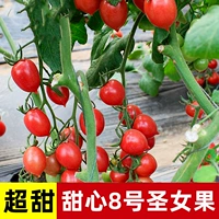 Рисовая белая возлюбленная № 8 саженцы томатов 6 деревьев