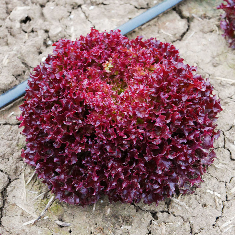 紫叶生菜种子种籽孑紫色红叶早熟阳台菜籽四季菜种盆栽蔬菜籽种