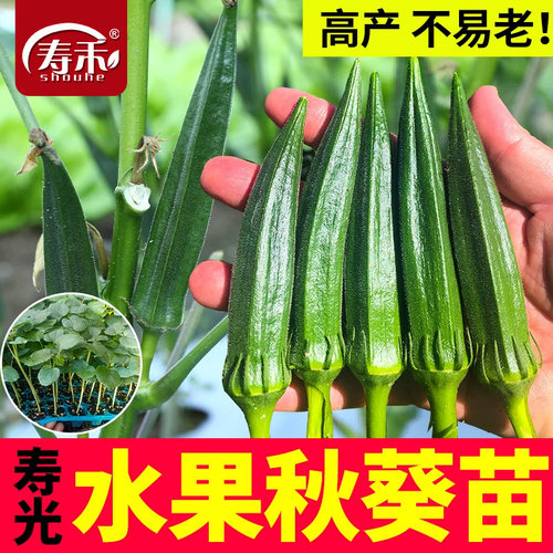 水果秋葵种子种籽孑苗春季蔬菜秧苗秋癸苗秧树苗黄秋葵大苗带土