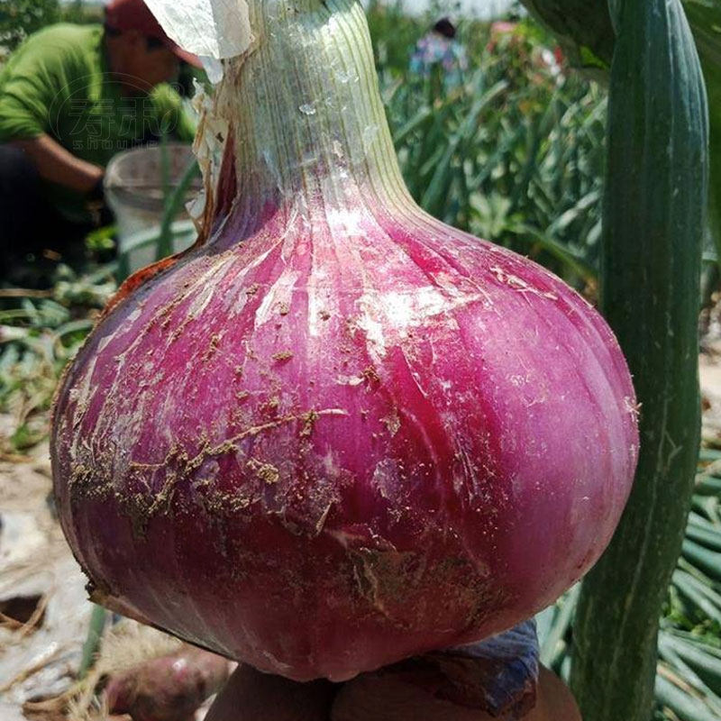 洋葱种子种籽孑子四季秋后秋季种植苗紫皮红皮大苗子圆葱蔬菜葱种