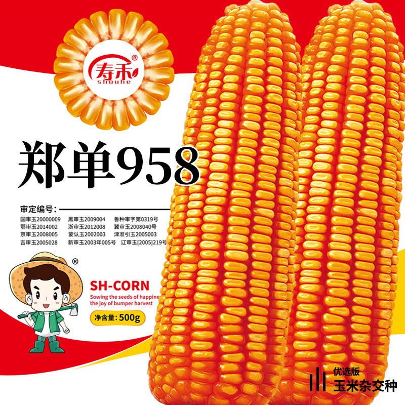 高产饲料玉米种子高产量郑单958早熟杂交种籽孑特大郑丹正品优质
