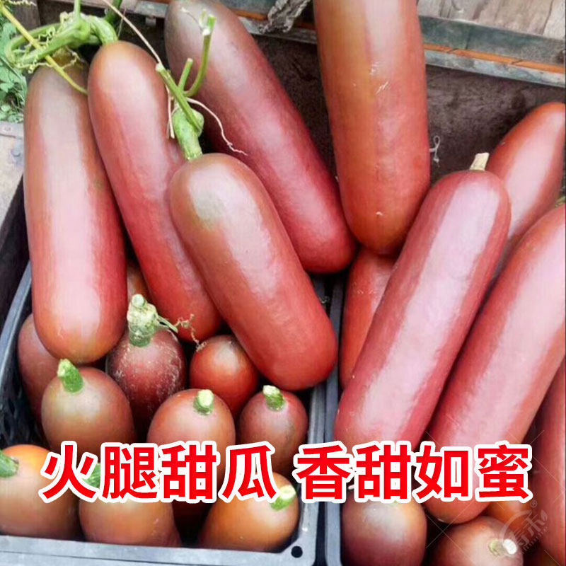 香如蜜火腿甜瓜种子种籽孑苗超甜羊角蜜香瓜秧子大全秧春季甜瓜子