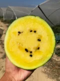 Семена семян семян семян арбуза в Японии, желтый крикет желтые кожуры, маленький весенний южный четыре сезона посадка мулов