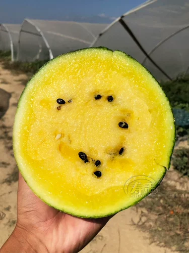 Семена семян семян семян арбуза в Японии, желтый крикет желтые кожуры, маленький весенний южный четыре сезона посадка мулов