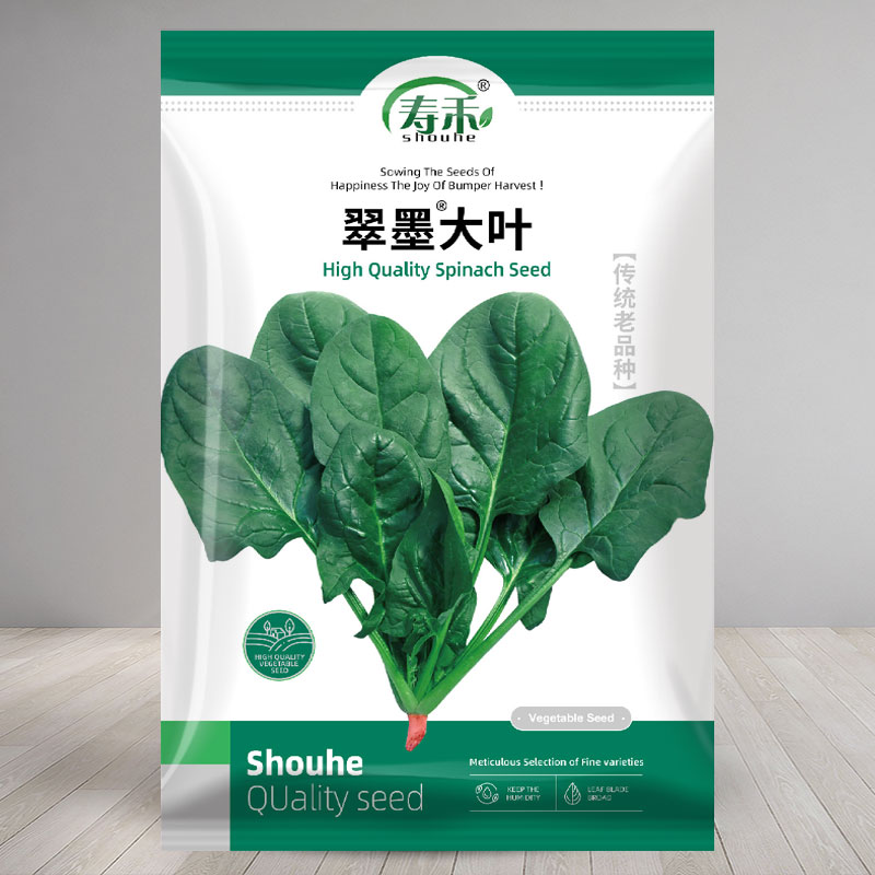 大叶菠菜种子高产红根波四季