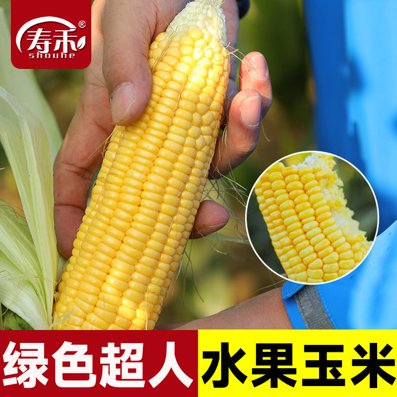 绿色超人超甜水果玉米种籽玉米种子高产大棒子粘黏香四季甜糯白孑