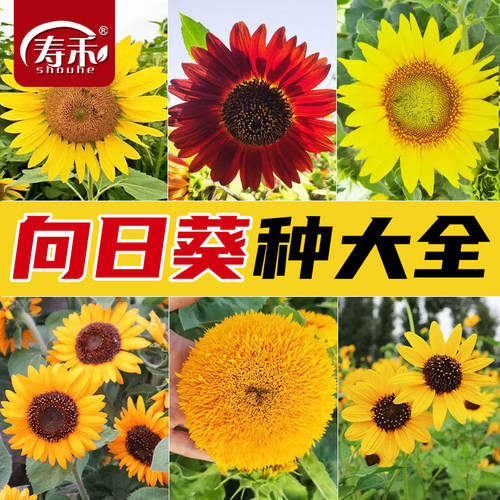 向日葵种子种籽孑观赏盆栽子苗秧活苗花籽花种一年四季播种花卉种