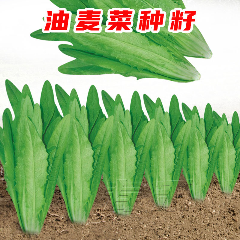 宽叶香甜油麦菜种子孑春季