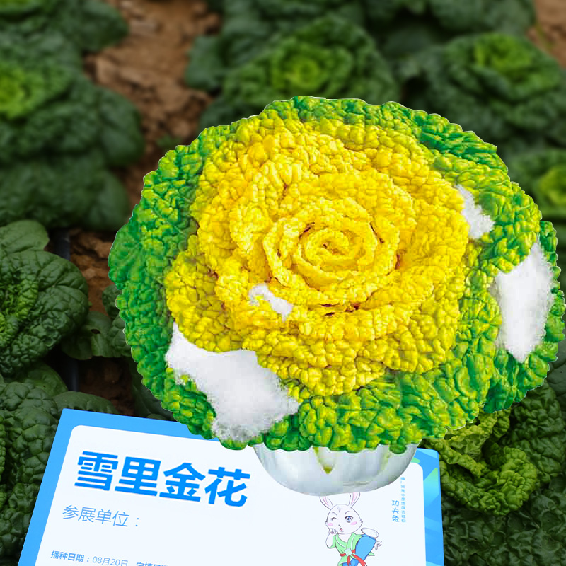 秋冬季黄心乌菜种乌塌菜大全