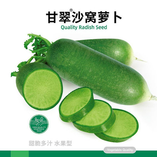 寿禾潍县萝卜沙窝萝卜水果种子