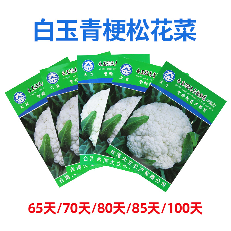 白玉青梗松花菜种子花椰菜