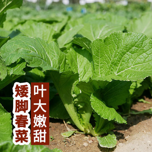潮汕春菜种子小白菜青菜