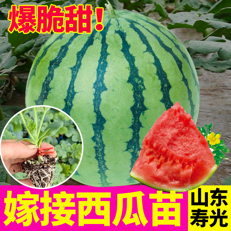 西瓜嫁接苗8424西瓜苗苦瓜苗茄子大黄瓜秧南方菜苗懒汉秧苗幼苗秧
