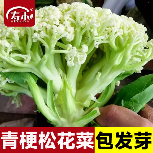 台湾青梗松花菜种子种籽秋后花菜菜花夏季秧苗孑秧四季蔬菜苗籽种
