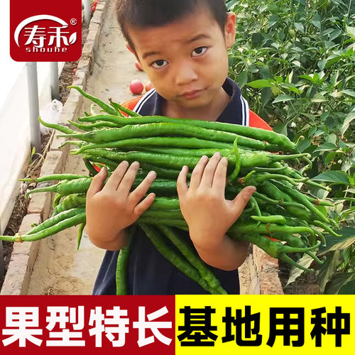 正品帝王336超长线椒种子