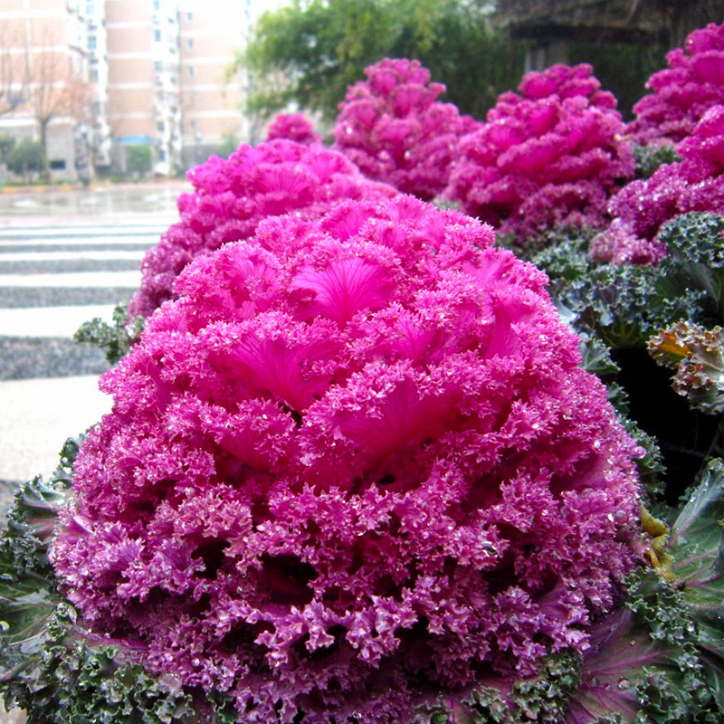 四季专用盆栽苗秋冬羽衣甘蓝种子